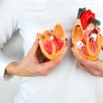 نموذج يستخدم لشرح أمراض القلب